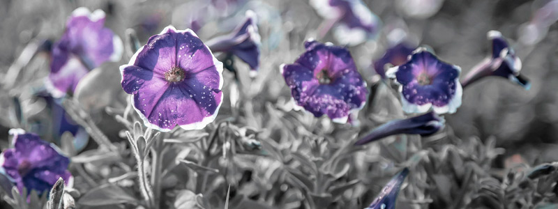 虚拟号码外呼软件