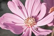 免费轰炸电话软件下载