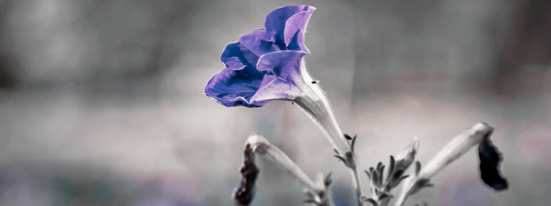 呼死您软件免费