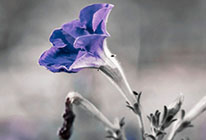 打爆电话的软件